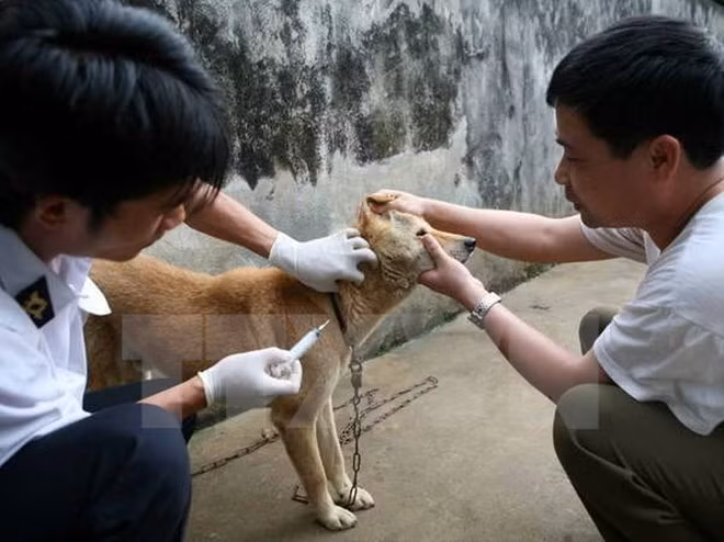 Vietnam moves to eliminate rabies ảnh 1 Vietnam moves to eliminate rabies ảnh 1