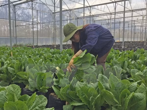 Israel assists Dien Bien farmers in growing safe vegetables ảnh 1 Israel assists Dien Bien farmers in growing safe vegetables ảnh 1