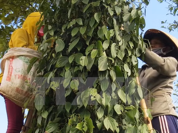 Pepper exports record burgeoning growth ảnh 1
