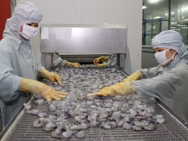 Bac Lieu sets up hi-tech shrimp farming area ảnh 1