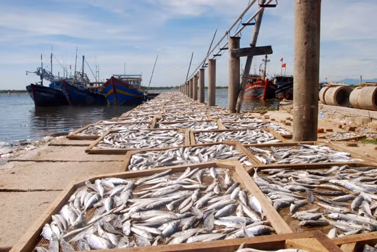 Fish from Formosa-contaminated waters being tested for safety ảnh 1 Fish from Formosa-contaminated waters being tested for safety ảnh 1