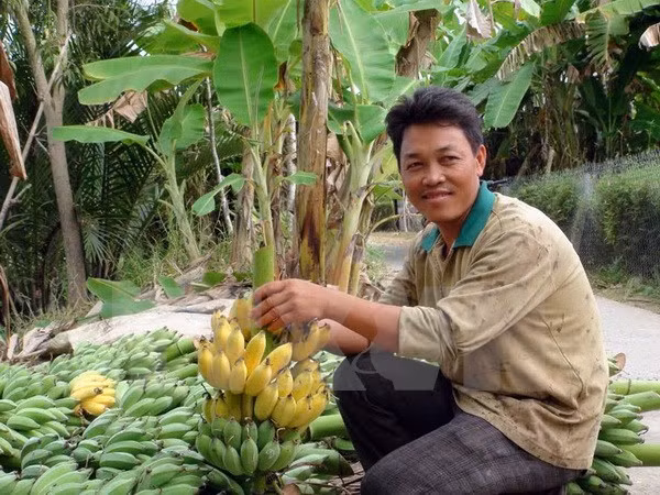 Can Tho seeks ways to export bananas to Republic of Korea ảnh 1