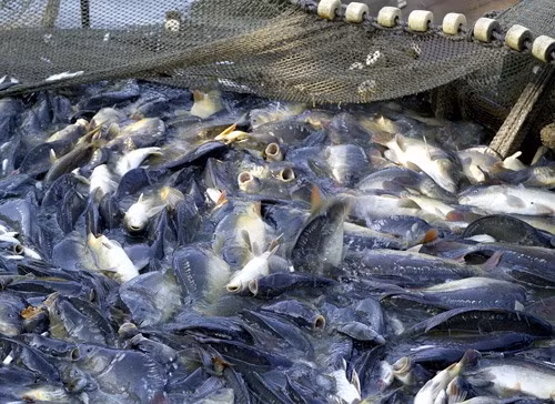 Government issues tra fish regulations ảnh 1