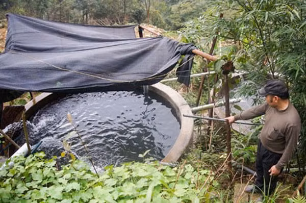 Salmon farming in Vietnam ảnh 1