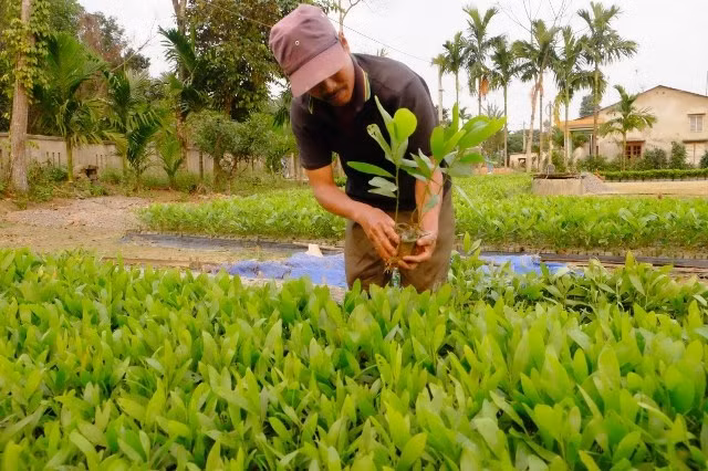 Vietnam strives to raise forest coverage to 45 percent ảnh 1