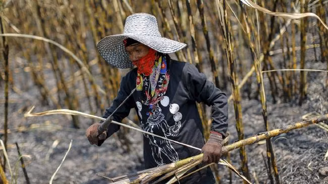 Thailand sugar production rises ảnh 1 Thailand sugar production rises ảnh 1