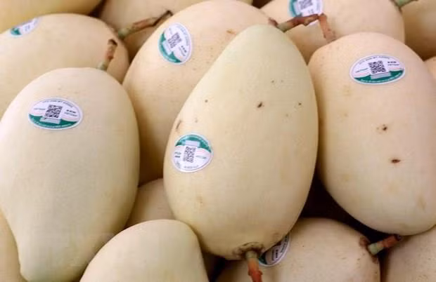 Vietnam exports first batch of mangoes to US ảnh 1
