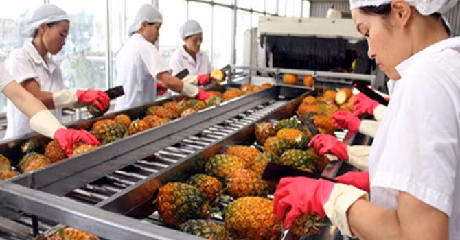 Fruit exports likely to reach over 2 billion USD ảnh 1 Fruit exports likely to reach over 2 billion USD ảnh 1