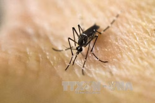 Ministry of Health maintains high vigilance for Zika virus ảnh 1