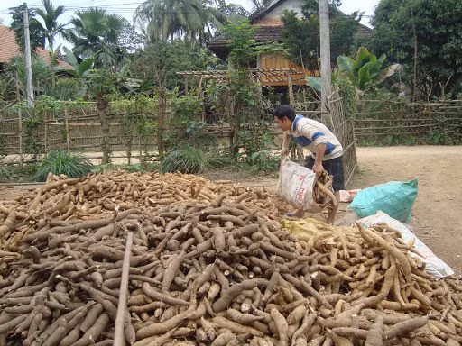 Vietnam sees cassava export reduction in two months ảnh 1 Vietnam sees cassava export reduction in two months ảnh 1