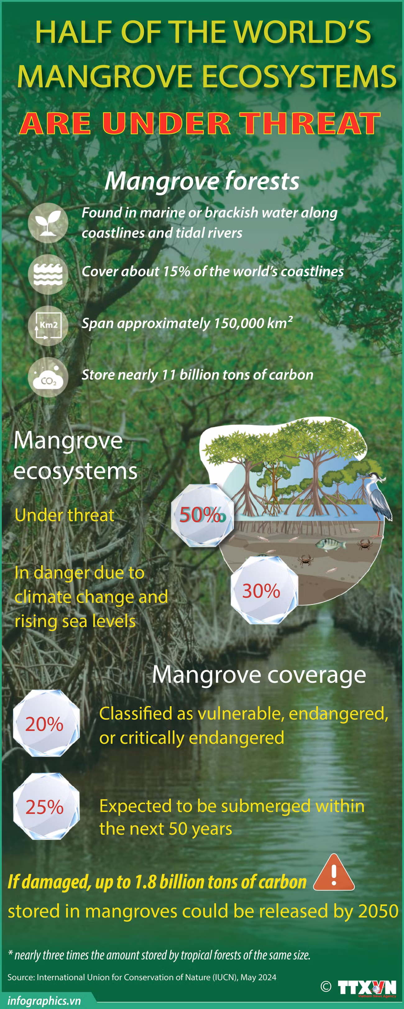 mangrove forest-phuong-YEN photo_Minh.jpg